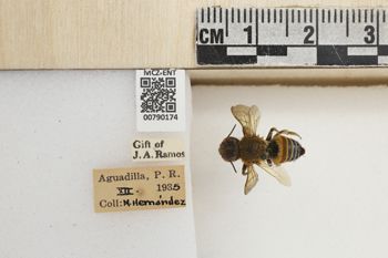 Media type: image;   Entomology 790174 Aspect: Labels